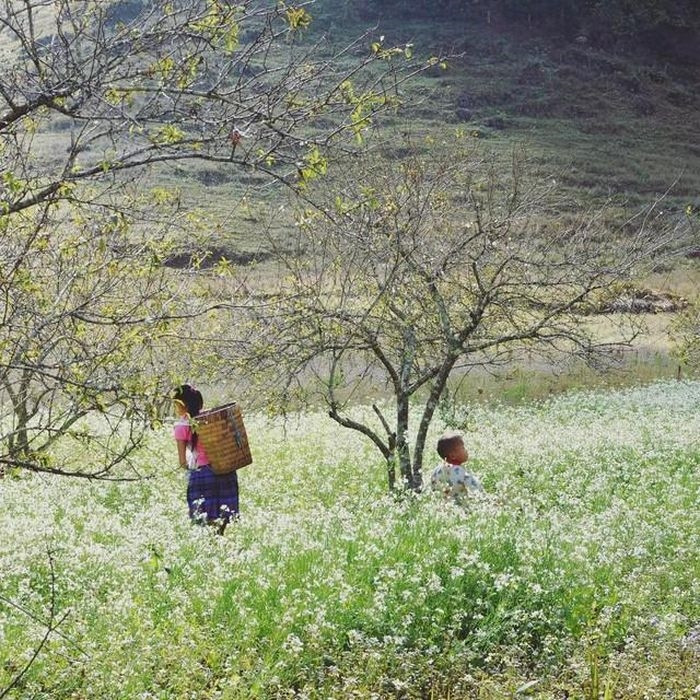 Hoa cải trắng ở Mộc Châu được du khách biết tới và yêu thích trong nhiều năm trở lại đây. (Ảnh Mia.vn)