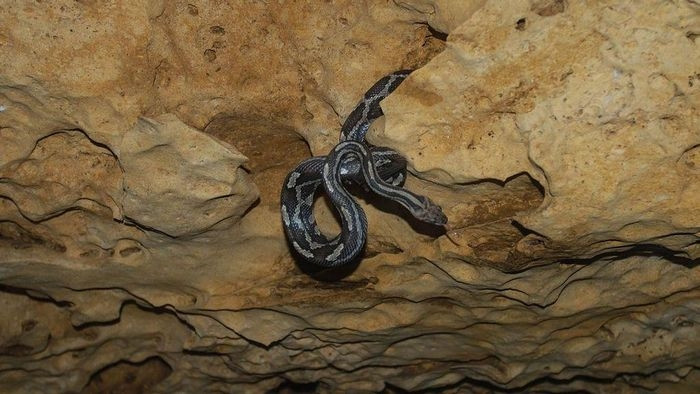  Loài rắn này thường săn các loài chuột nhỏ, thằn lằn, và những loại thú nhỏ trên mặt đất. Để thích nghi với môi trường sống đặc biệt, chúng chuyển sang săn những con dơi trong hang. Ảnh: Azanimals. 
