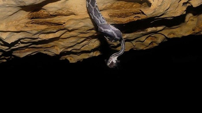  Khi đó, những con rắn sẽ luồn qua các khe nứt trên vách hang, treo lơ lửng bằng đuôi, vung qua vung lại để bắt con mồi đang bay, kéo nó vào và nuốt chửng. Ảnh: Mexico/Twitter. 