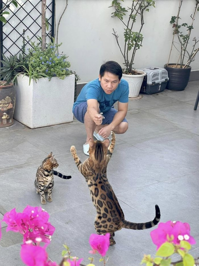 Ca sĩ Trọng Tấn đang sở hữu những chú mèo Bengal được xếp trong top những giống mèo hiếm và khó gặp nhất trên thế giới, được người nuôi thú cưng tìm kiếm. 