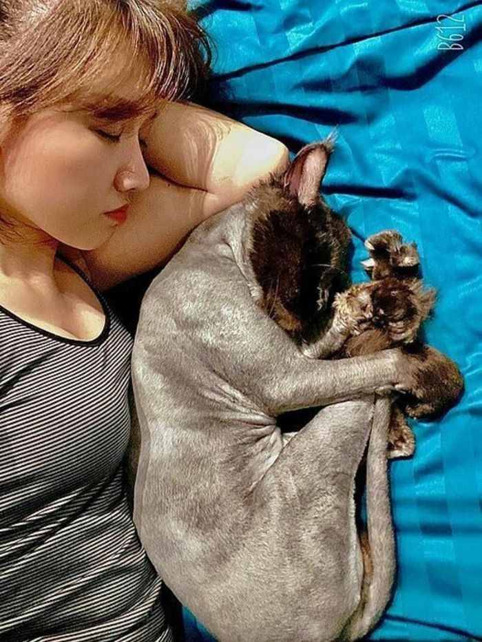 Hari Won ngủ cùng mèo cưng. Cô chia sẻ Trấn Thành yêu thích mèo do được truyền sở thích từ vợ.