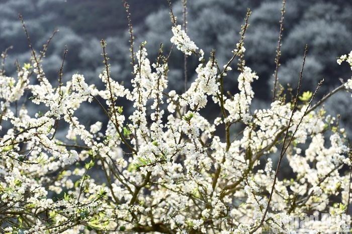  Màu trắng tinh khôi của hoa mận làm núi rừng như bừng sáng, khiến Mộc Châu như được thay một lớp áo mới đầu xuân.