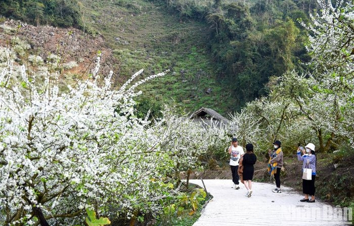 Thung lũng mận Mu Náu là tọa độ rất thích hợp dành cho những bạn trẻ có tâm hồn lãng mạn, yêu thích hoa cỏ.