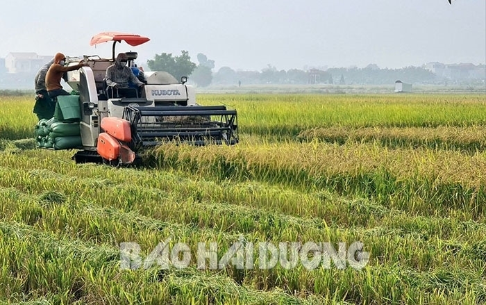 Nâng cao hiệu quả sản xuất lúa theo mô hình cánh đồng lớn tại huyện Mỹ  Xuyên Sóc Trăng  Tạp chí Tài chính