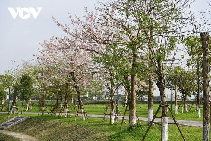 Công viên Hồ Điều hòa Văn Miếu tại phường Võ Cường, TP Bắc Ninh (Bắc Ninh) được thành lập từ năm 2017 và có tới 1.000 loại cây được trồng xung quanh hồ. Đây là nơi người dân thường xuyên đến tập thể dục, vui chơi.