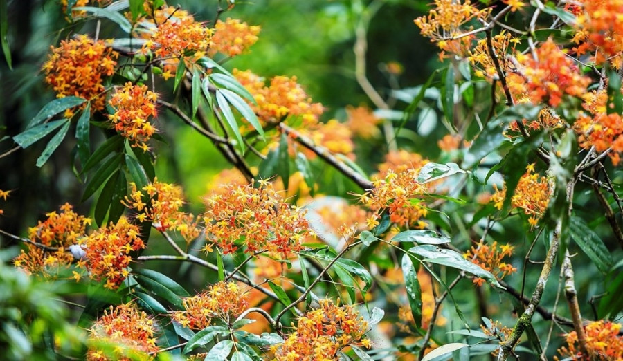 Vibrant saraca indica flowers in Phong Nha - Ke Bang National Park hinh anh 3