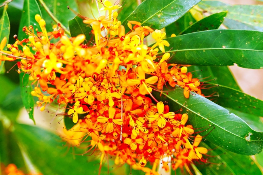 Vibrant saraca indica flowers in Phong Nha - Ke Bang National Park hinh anh 5