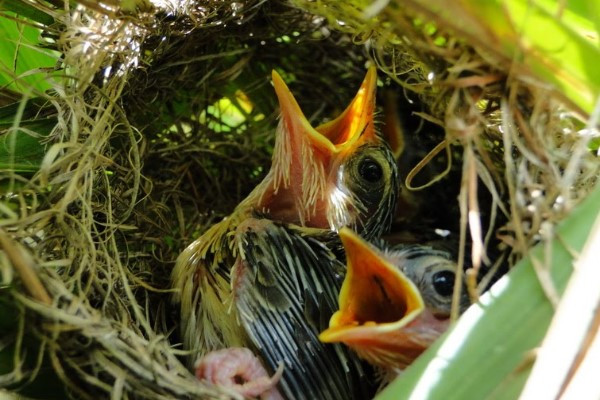 Vành Khuyên - Loài chim thông minh làm tổ nguỵ trang bằng rêu để tránh kẻ  thù - Video Dailymotion