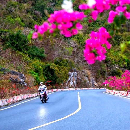 Rực rỡ cung đường hoa giấy nơi đảo ngọc Cát Bà