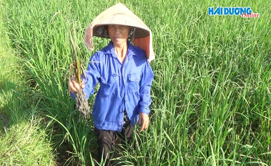 Nguy cơ mất mùa nếp cái hoa vàng