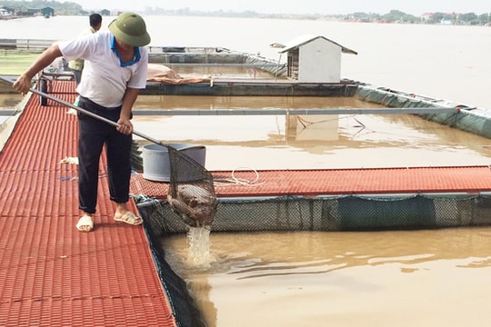 Nam Đồng: Cá lồng chết do ảnh hưởng của mưa lũ