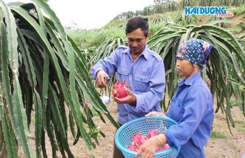Lãi lớn từ cây thanh long ruột đỏ