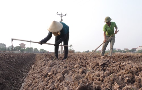 Dồn sức cho vụ đông