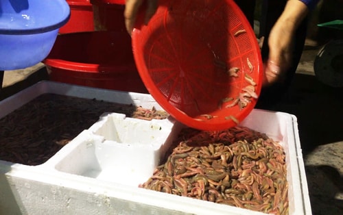 Dân An Thanh đổi đời nhờ con rươi