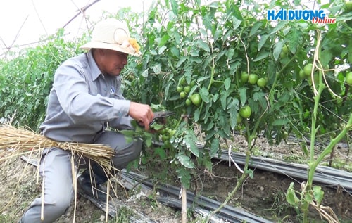 Nhân rộng mô hình kinh tế tập thể trong hội viên nông dân