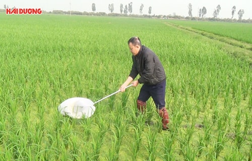 Ngăn chặn bệnh lùn sọc đen từ đầu vụ