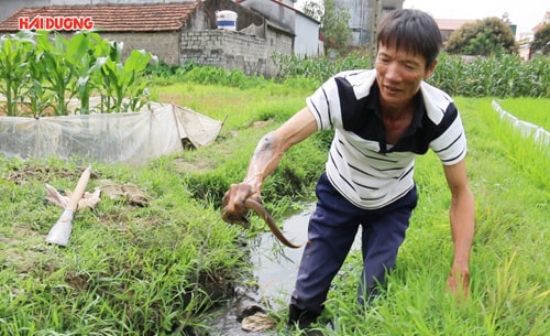 Mùa đi “săn” lươn