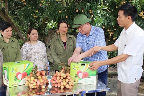 Vải Thanh Hà lần đầu tiên dán tem truy xuất nguồn gốc