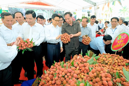 Lễ hội vải thiều Thanh Hà - Hải Dương hấp dẫn du khách