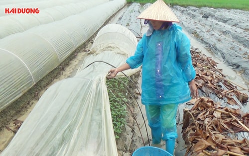 Gia Lộc: Vụ đông sớm gặp khó do mưa nhiều