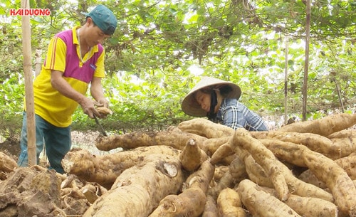 Nông dân Kinh Môn thu tiền tỷ từ cây sắn dây