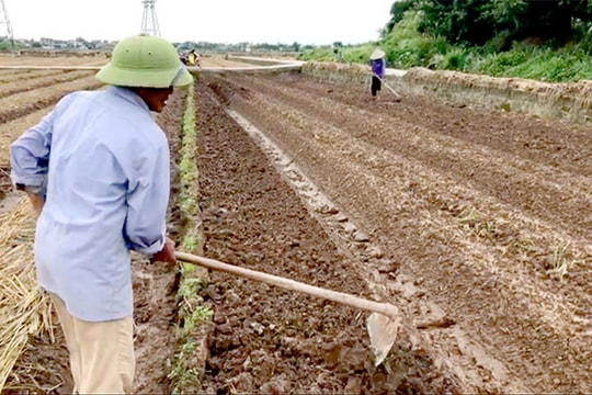 Nông dân Kinh Môn vượt khó làm vụ đông