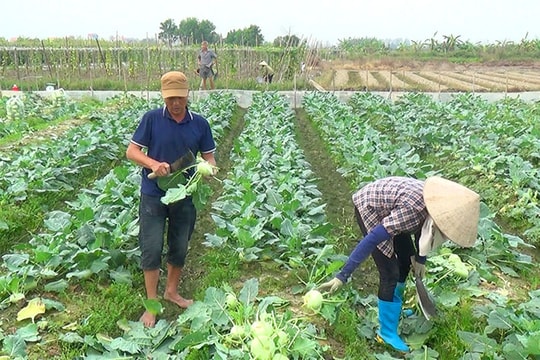 Vụ đông sớm được mùa, được giá