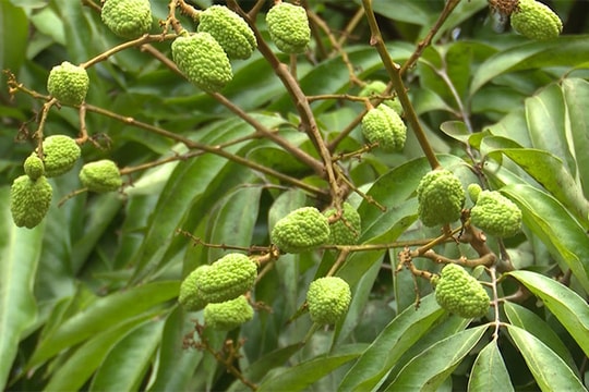 Vải, nhãn Hải Dương rộng đường xuất khẩu