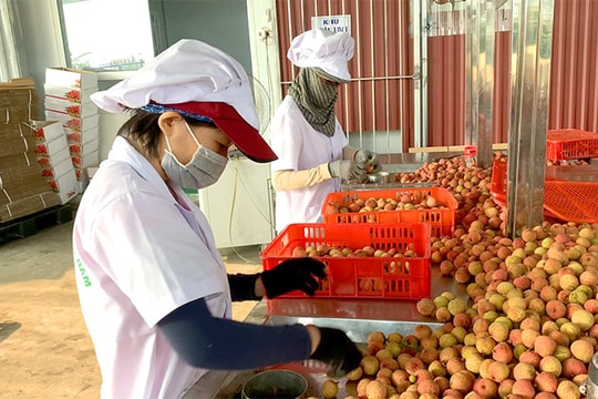 Chăm chút cho từng quả vải xuất khẩu