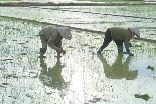 Nông dân chạy đua với nắng nóng