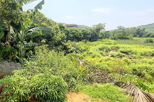 Hồ, đập ở Chí Linh "kêu cứu"