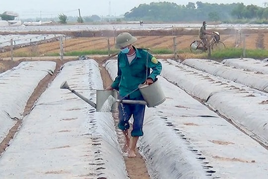 Nông dân Thái Tân tập trung sản xuất