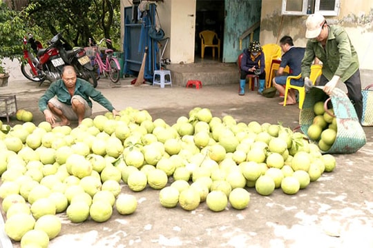 Bưởi đào Thanh Hồng tiêu thụ thuận lợi
