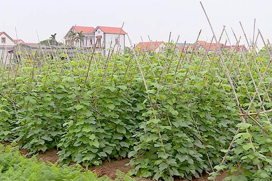 Đồng Cẩm trồng củ đậu theo tiêu chuẩn VietGAP