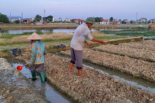 "Cứu" đất trồng màu