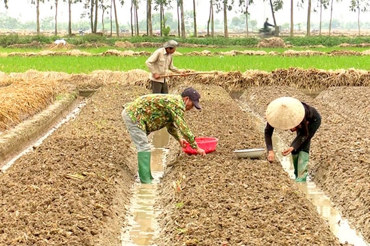 Nông dân Kinh Môn hối hả làm vụ đông