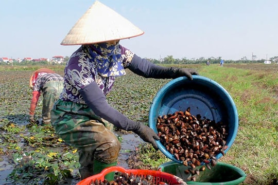 Cây ấu xóa ruộng trũng ở Ninh Giang