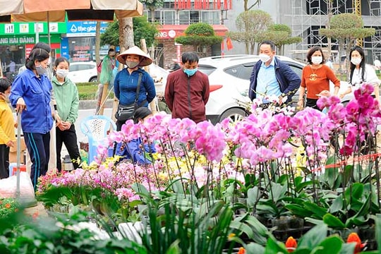 Chơi hoa Tết sớm