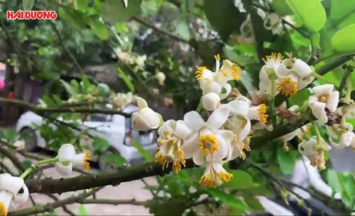 Ngọt ngào hương bưởi tháng ba
