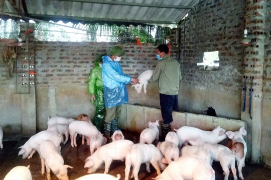 Hoàn thành tiêm phòng vụ xuân