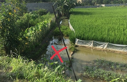 Bẫy điện diệt chuột ở ruộng lúa thôn Cúc Bồ gây chết người