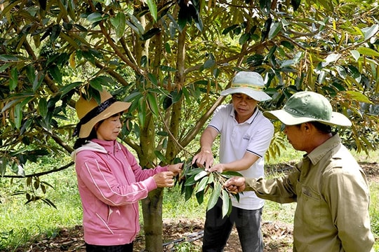 Người Hải Dương nơi miền sơn cước Sông Hinh