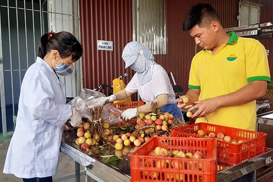 Utilizing domestic market for lychee consumption