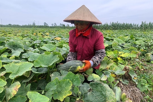 Giá rau gia vị ở Phạm Kha, rươi chiêm ở Vĩnh Lập giảm