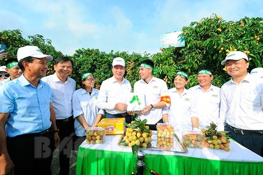 [Photos] Exciting garden opening ceremony for export lychee picking in Thanh Ha