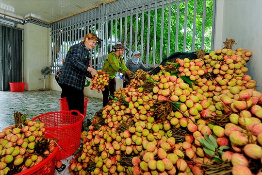 About 8,000 tons of early lychees exported to China