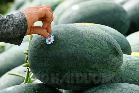Dưa hấu dán tem đắt hàng