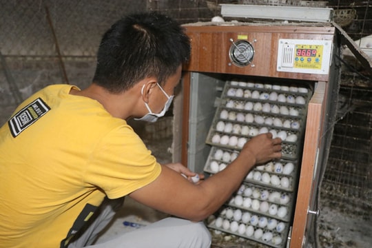 Anh Duẩn giàu lên từ nuôi chim bồ câu Pháp