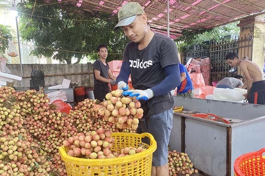 Successful early lychee season