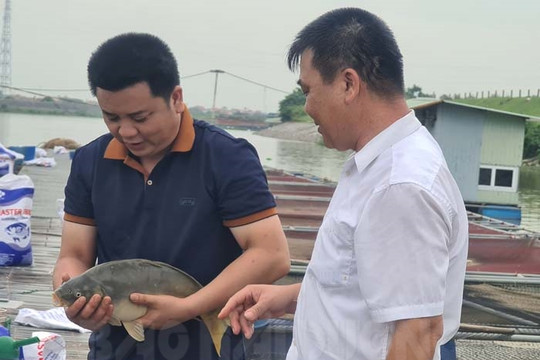 Cá chuỗi ngọc giá bán cao, tiêu thụ tốt